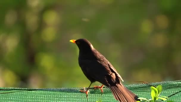 Pássaro negro comum corre jogando durante o verão, aka turdus merula ou eurasian melro. Aves de classe - Filmagem, Vídeo
