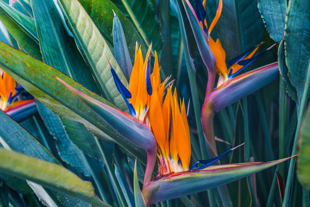 Hermosas flores de pájaro del paraíso (Strelitzia), flora tropical naranja y púrpura en un jardín exterior. Cataluña, España - Foto, imagen