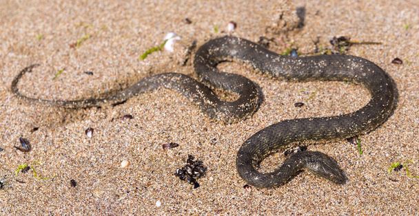 Natrix tessellata. The dice snake is a European non venomous snake belonging to the family Colubridae, subfamily Natricinae. The reptile lives on the sandy beach of the Black Sea. - Photo, Image
