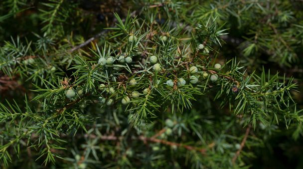 Juniperus communis, Juniper pospolity, jest speciesconifer w rodzaju Juniperus, w rodzinie Cupressaceae. - Zdjęcie, obraz
