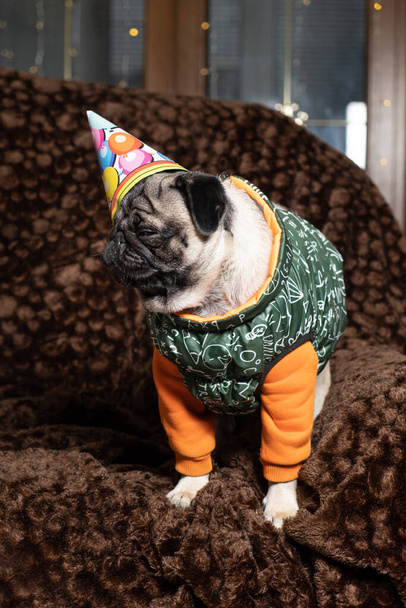 Egy cuki malac ünnepi sapkában ünnepli az első születésnapját. Születésnap a kutyák, háziállatok - Fotó, kép