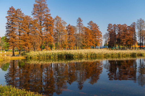 Herbstliche Landschaft des Wuhan East Lake Wetland Park Scenic Area - Foto, Bild