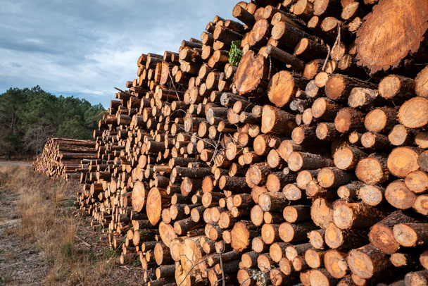 Соснові колоди для деревообробної промисловості
 - Фото, зображення