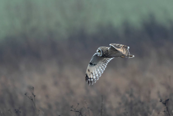 Short-eared owl SEO Asio flammeus in winterly atmosphere - Photo, Image