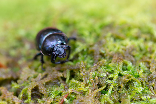 Dung beetle Trypocopris pyrenaeus közelről a moháról Elzász, Franciaország - Fotó, kép