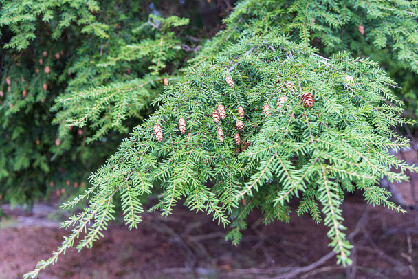 Tsuga heterophylla conífera o cicuta occidental primer plano con pequeños conos colgantes - Foto, Imagen