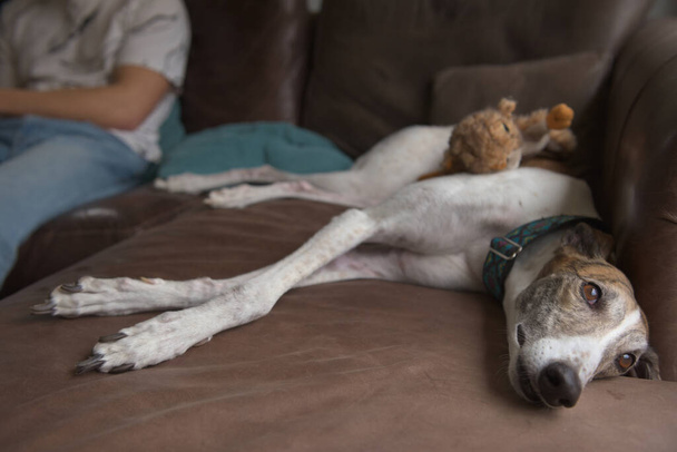Koiran koko ruumis makaa sohvalla sivuttain, omistaja taustalla. Hänen jalkansa ovat ristissä, kun hän rentoutuu pehmo pehmeä purulelu selässään liian - Valokuva, kuva