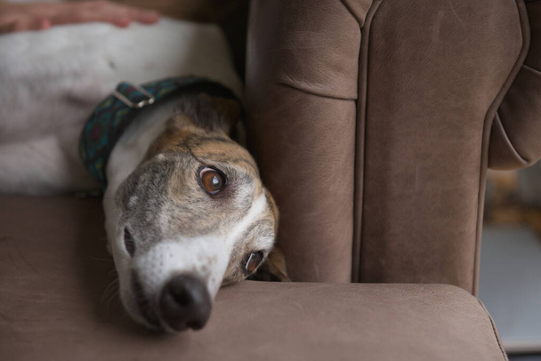 Владельцы мягко успокаивают уставшую борзую собаку, когда она отдыхает на коричневом кожаном диване, иначе диване. Домашняя собака тоже смотрит в большое окно - Фото, изображение