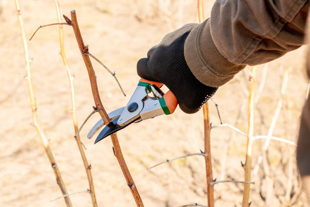 Un jardinier coupe une branche sur un arbre à l'aide de cisailles de jardin, sécateurs - Photo, image