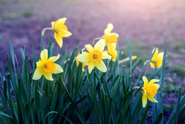 Gelbe Narzissen auf einem Blumenbeet im Frühling bei sonnigem Wetter - Foto, Bild
