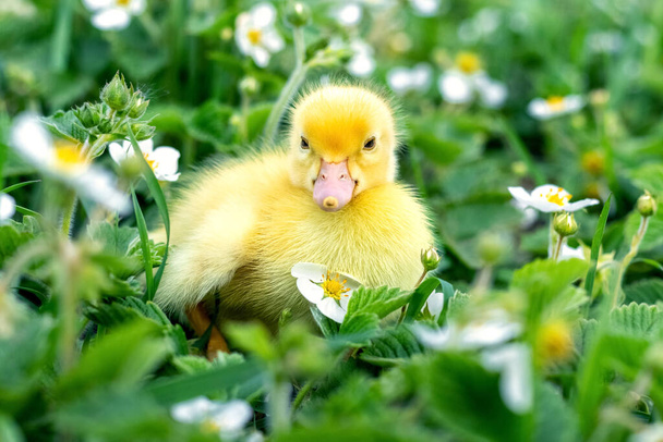 Bahçede, çimenlerin ve çilek çiçeklerinin arasında tüylü sarı ördek yavrusu - Fotoğraf, Görsel
