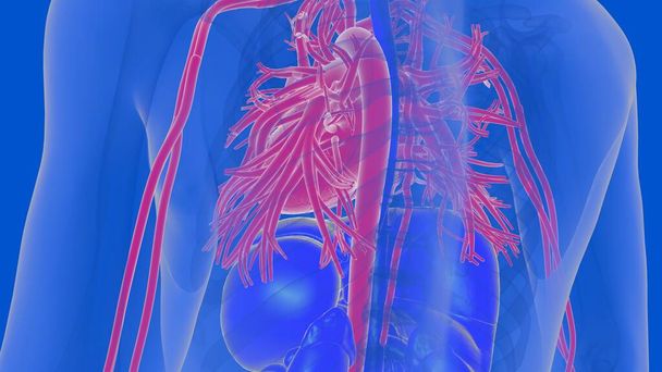 Ανατομία του κυκλοφορικού συστήματος της ανθρώπινης καρδιάς για ιατρική έννοια 3D Εικονογράφηση - Φωτογραφία, εικόνα