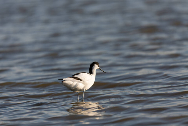 Pied avocet Recurvirostra avosetta feeding on a small lagoon in southern France - Photo, Image
