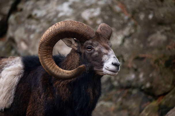 Portrait of a sheep. European mouflon of Corsica. One male Ovis aries musimon. - Zdjęcie, obraz