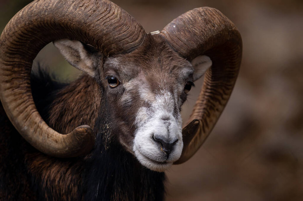 Portret owcy. Europejski muflon Korsyki. Jeden samiec Ovis aries musimon. - Zdjęcie, obraz