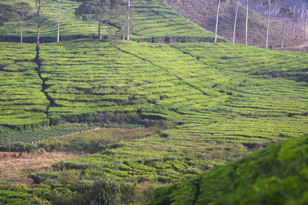 Piękny krajobraz plantacji herbaty rano - Zdjęcie, obraz