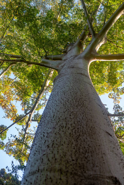 Duże pentandra ceiba, Kapok Tree, lub jedwabne drzewo bawełniane na zielonych liściach i tle niebieskiego nieba. Selektywne skupienie się na górze, rozmyta kolczasta struktura kory. Jasnobrązowa kora z kolcami. Widok w dół - Zdjęcie, obraz