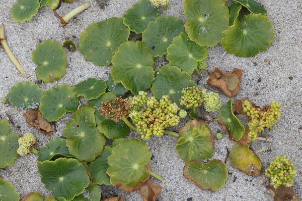 Amerikaanse Pennywort groeit als een onkruid in Oost-kustgebieden Australië - Foto, afbeelding