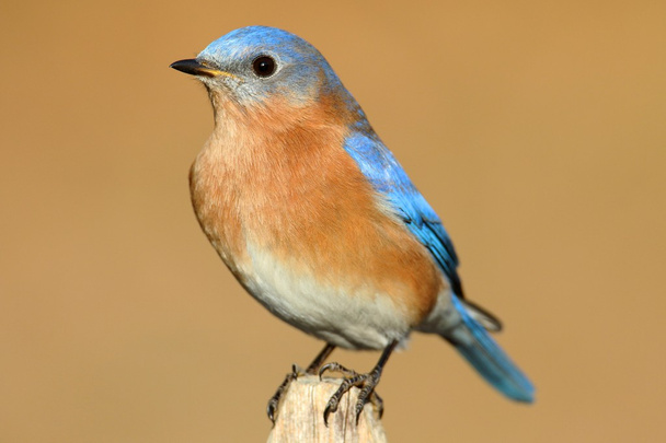 Bluebird oriental masculino
 - Foto, imagen