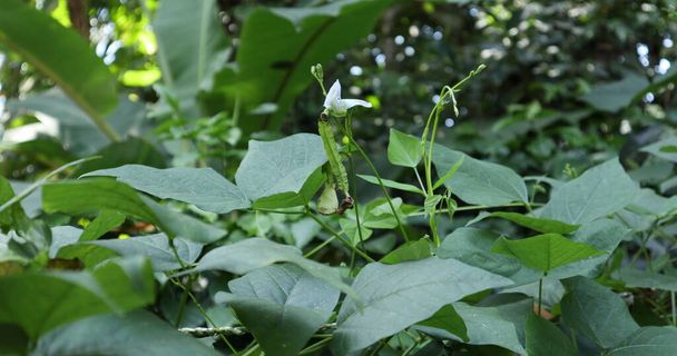 Uma imatura vagem de feijão alado e uma flor erguida do topo da videira de feijão alado no jardim - Foto, Imagem