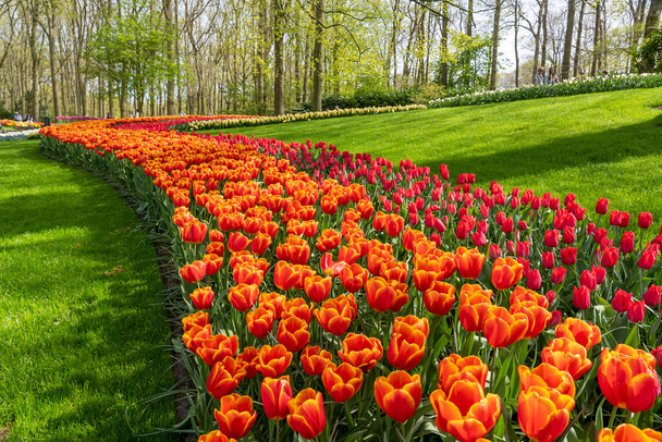 Toto protáhlé pole četných odrůd červených tulipánů se klikatí parkem v holandské Lisse - Fotografie, Obrázek