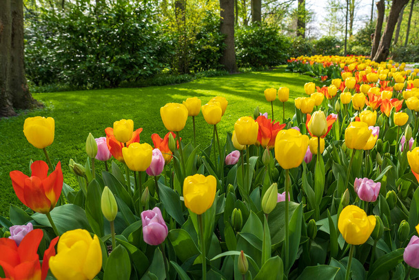 Un hermoso césped verde con una guirnalda de tulipanes en varios colores en un parque en Lisse, Países Bajos - Foto, Imagen