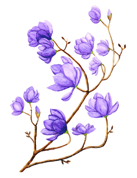 Watercolor Magnolia Flower - Vector, Image