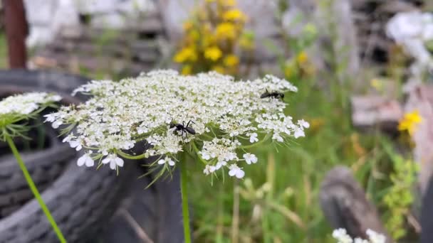 Flowers on the field. Ants collect nectar from wild carrot flowers close-up. Wild flowers - Wild carrots.. Ants collect nectar from the flowers of a biennial herbaceous plant - wild carrots. Daucus carota close up side view. - Séquence, vidéo