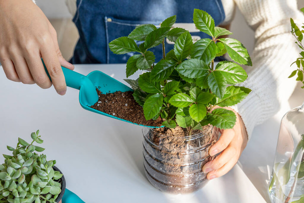 eco friendly habits hand gesture, planting succulents in a plastic pot - Zdjęcie, obraz