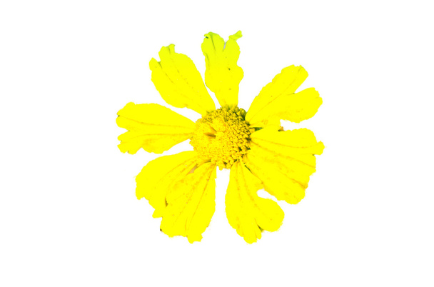 gele bloem - Foto, afbeelding
