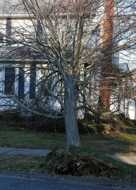 Arbre tombe sur la maison pendant la veille de Noël tempête de vent froid à Babylon Village Long Island New York. - Photo, image