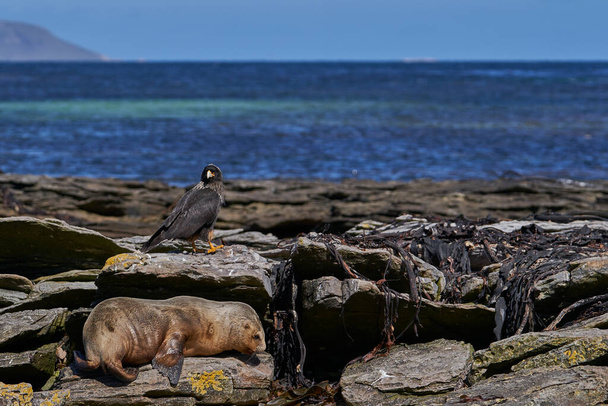 Striated Caracara (Phalcoboenus australis) close to a group of Southern Sea Lion (Otaria flavescens) on the coast of carcass Island in the Falkland Islands. - Photo, Image