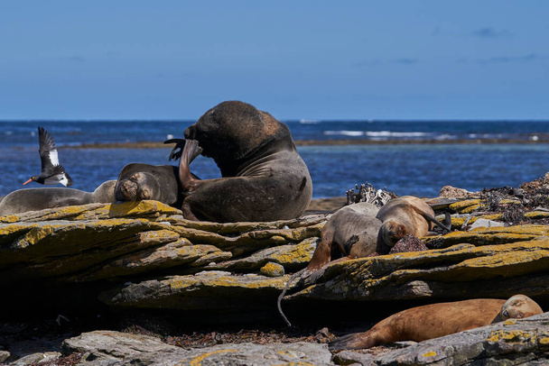 Csoport a déli oroszlánfóka (Otaria flavescens) a Falkland-szigetek partjainál hasított-szigeten. - Fotó, kép