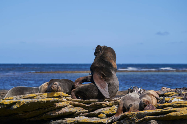 Group of Southern Sea Lion (Otaria flavescens) on the coast of carcass Island in the Falkland Islands. - Photo, Image