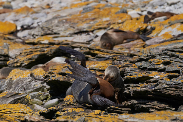 Groupe d'otaries du Sud (Otaria flavescens) sur la côte de l'île Carcass dans les îles Malouines
. - Photo, image