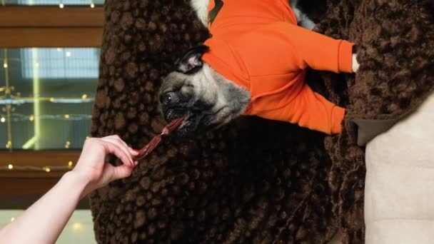 A pug in orange clothes eats a sausage, the owner feeds it from the hands - Footage, Video