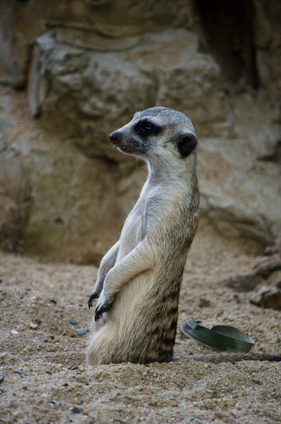 Meerkat - Fotoğraf, Görsel