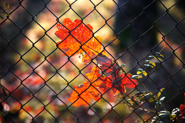 foglie autunnali colorate appese alla recinzione metallica - Foto, immagini