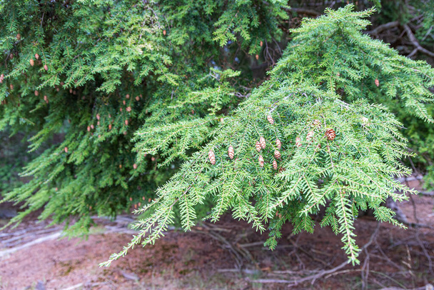 Tsuga heterophylla conifer or western hemlock tree closeup with hanging little cones - Photo, Image