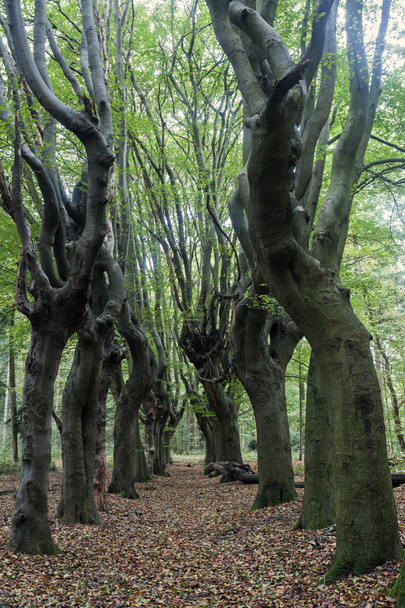 Przerażające drzewa w okolicy Zwolle - Zdjęcie, obraz