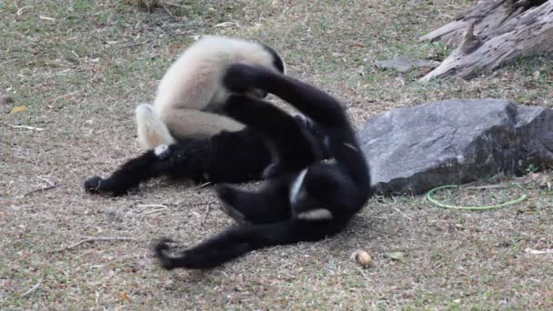 Weißwangengibbon oder Lar Gibbon auf dem Boden, Wissenschaft nennt "Nomascus leucogenys"" - Filmmaterial, Video