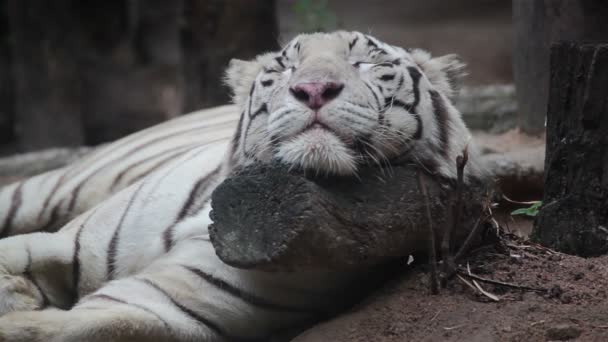 Bílý tygr bengálský spí a relaxovat na dřevo pod stromem - Záběry, video
