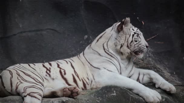 Белый бенгальский тигр, лежа, расслабиться и смотреть на скалу
 - Кадры, видео