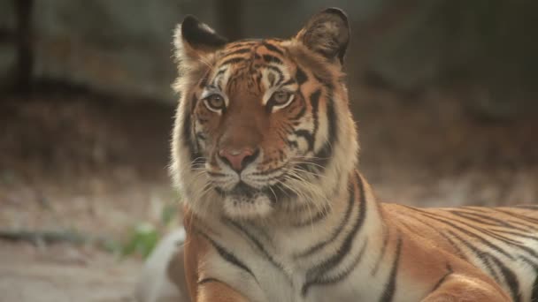 Bengal tiger, lying, relax, and watching on the ground - Footage, Video