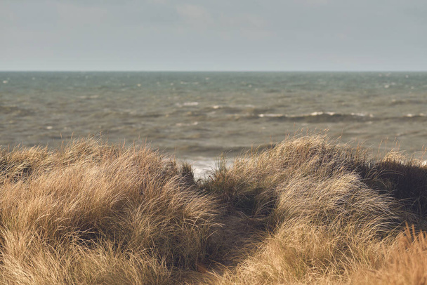 wiatr na Wydmach Trawy w Danii. Wysokiej jakości zdjęcie - Zdjęcie, obraz