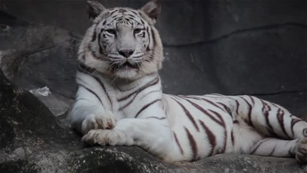 Tigre bianca del bengala, sdraiata, rilassata e osservante sulla scogliera
 - Filmati, video