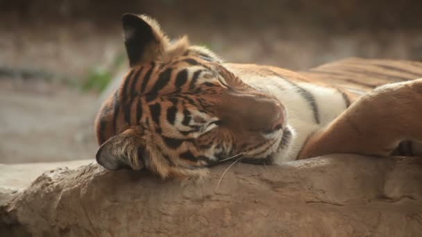 Tygr bengálský spí a relaxovat na dřevo pod stromem - Záběry, video