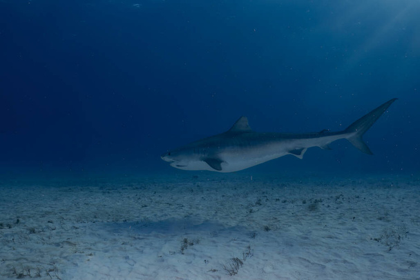 Un requin tigre (Galeocerdo cuvier) à Bimini, Bahamas - Photo, image