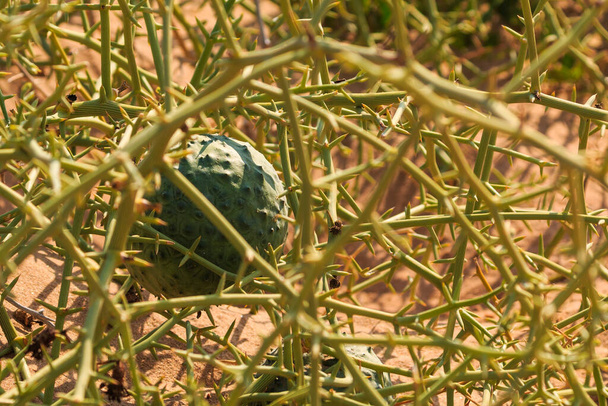 African horned cucumber, kiwano. an annual vine in the cucumber and melon family, traditional food plant in Africa. Sandwich Harbor, Namibia. - Photo, Image