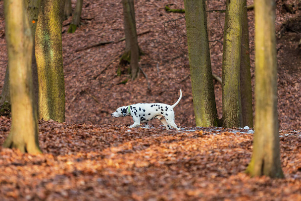 Dalmacia - un perro blanco con manchas negras corre a través del bosque de invierno. - Foto, imagen
